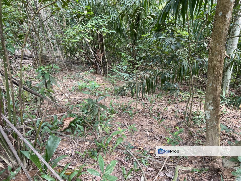 Multiple Agriculture Purpose Land, Negeri Sembilan, Tampin