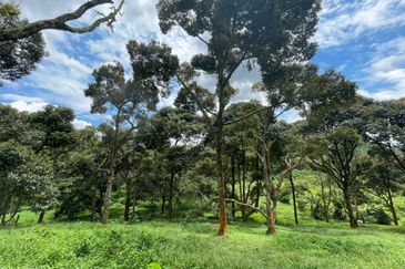 Musang King, Black Thorn, D24, Tekka Durian Plantation @ Perak for Sale!!