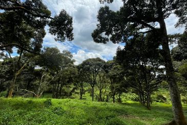 Musang King, Black Thorn, D24, Tekka Durian Plantation @ Perak for Sale!!