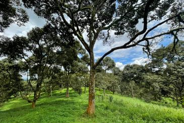 Musang King, Black Thorn, D24, Tekka Durian Plantation @ Perak for Sale!!