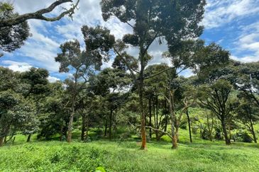 Musang King, Black Thorn, D24, Tekka Durian Plantation @ Perak for Sale!!