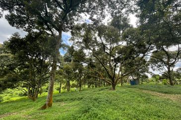 Musang King, Black Thorn, D24, Tekka Durian Plantation @ Perak for Sale!!