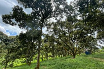 Musang King, Black Thorn, D24, Tekka Durian Plantation @ Perak for Sale!!