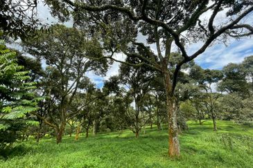Musang King, Black Thorn, D24, Tekka Durian Plantation @ Perak for Sale!!