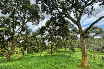 Musang King, Black Thorn, D24, Tekka Durian Plantation @ Perak for Sale!!