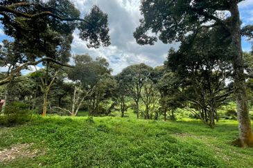 Musang King, Black Thorn, D24, Tekka Durian Plantation @ Perak for Sale!!