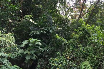 Seksyen 5, Petaling Jaya