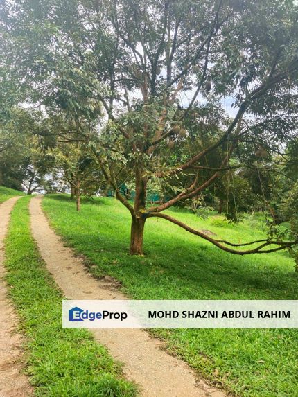 LADANG DURIAN 48 EKAR BERSERTA BANGLO MEWAH, Pahang, Raub