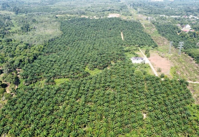 Mentakab Agricultural Land