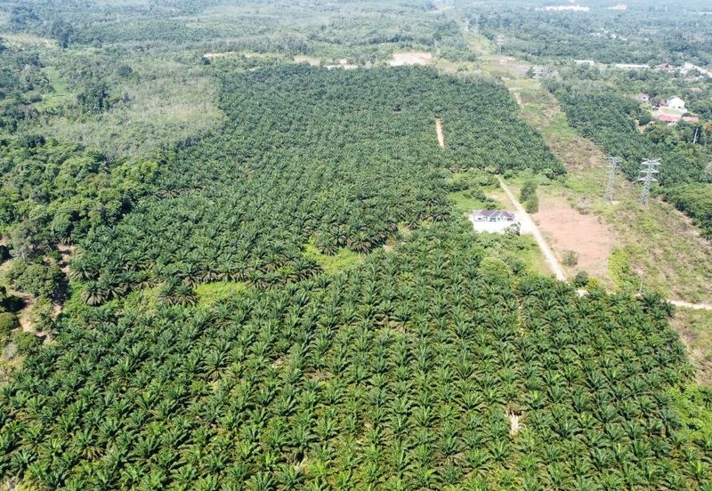Mentakab Agricultural Land