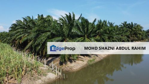 Lucrative Palm Oil & Durian Farm in Muar – Exceptional Investment Opportunity!, Johor, Muar