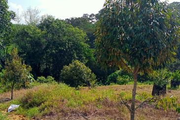 [4.7 EKAR] Dusun Durian Musang King di Pertang, Jelebu Negeri Sembilan