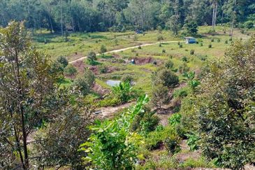 [4.7 EKAR] Dusun Durian Musang King di Pertang, Jelebu Negeri Sembilan