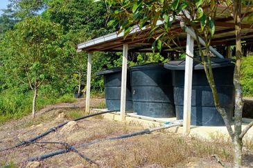 [4.7 EKAR] Dusun Durian Musang King di Pertang, Jelebu Negeri Sembilan