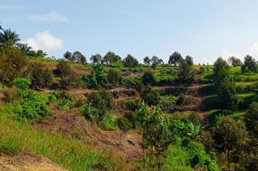 [4.7 EKAR] Dusun Durian Musang King di Pertang, Jelebu Negeri Sembilan