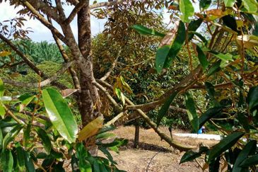 [4.7 EKAR] Dusun Durian Musang King di Pertang, Jelebu Negeri Sembilan