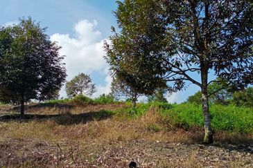 [4.7 EKAR] Dusun Durian Musang King di Pertang, Jelebu Negeri Sembilan