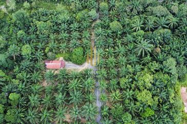 [3.1 EKAR] Agriculture Land Bukit Cerakah (Beside Main Road) 