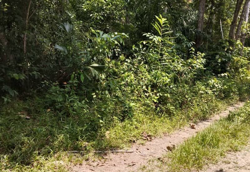 [18 EKAR] Tanah Pertanian Gentam Parit Tinggi @ Kuala Pilah, Negeri Sembilan