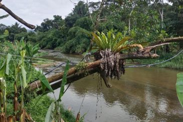 Sungai Semungkis