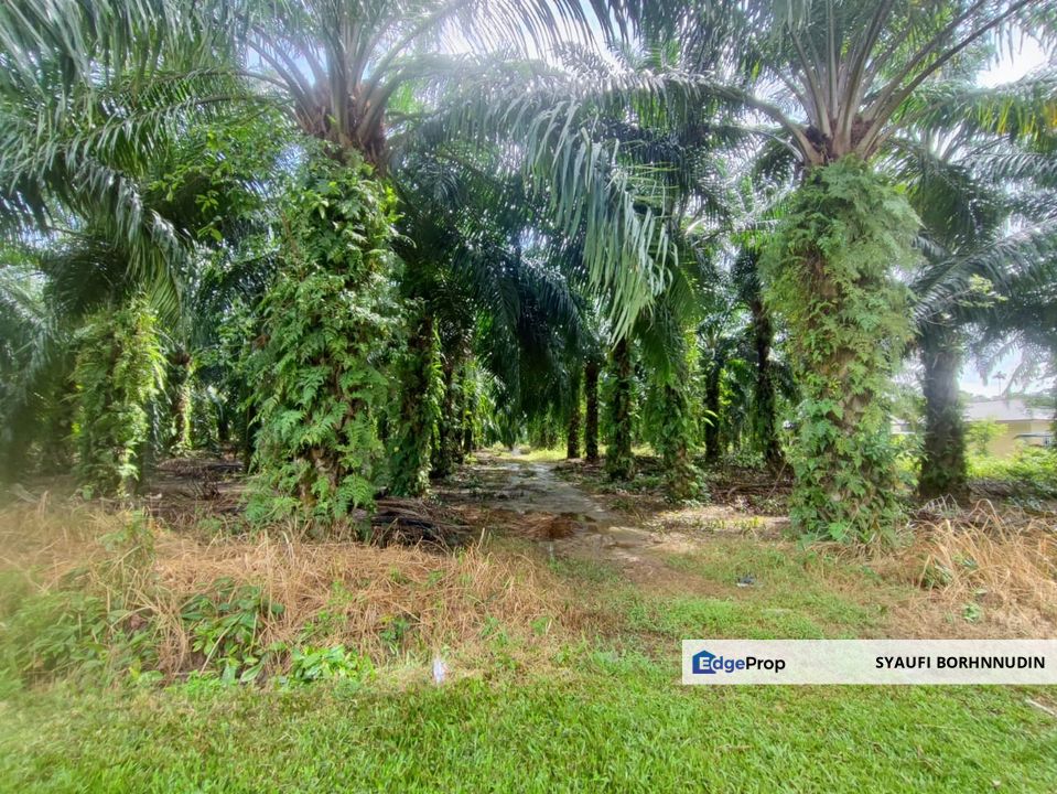 [3 EKAR] Tanah Pertanian Pulau Indah @ Klang, Selangor, Selangor, Port Klang