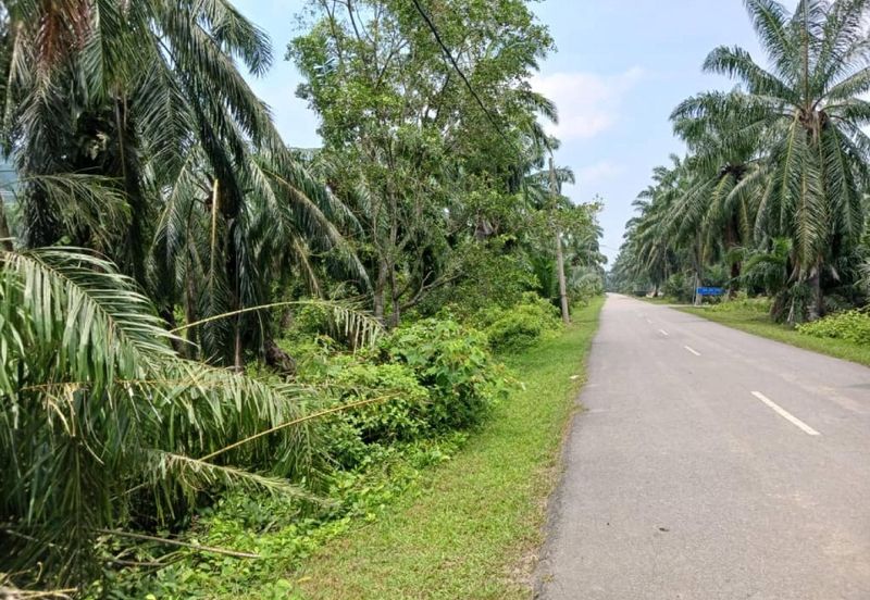 [3.5 EKAR] Tanah Pertanian Jugra @ Kuala Langat, Selangor