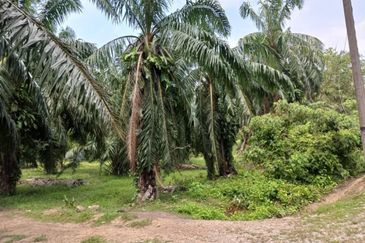 [3.5 EKAR] Tanah Pertanian Jugra @ Kuala Langat, Selangor
