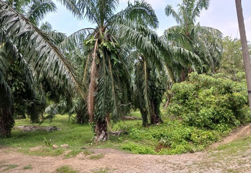 [3.5 EKAR] Tanah Pertanian Jugra @ Kuala Langat, Selangor
