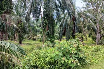 [3.5 EKAR] Tanah Pertanian Jugra @ Kuala Langat, Selangor