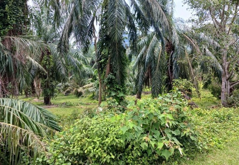 [3.5 EKAR] Tanah Pertanian Jugra @ Kuala Langat, Selangor