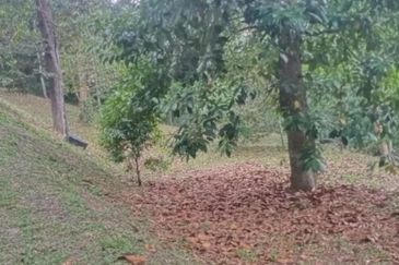 [1.1 EKAR] Tanah Dusun Tepi Jalan Kg. Ulu Rening @ Batang Kali, Selangor