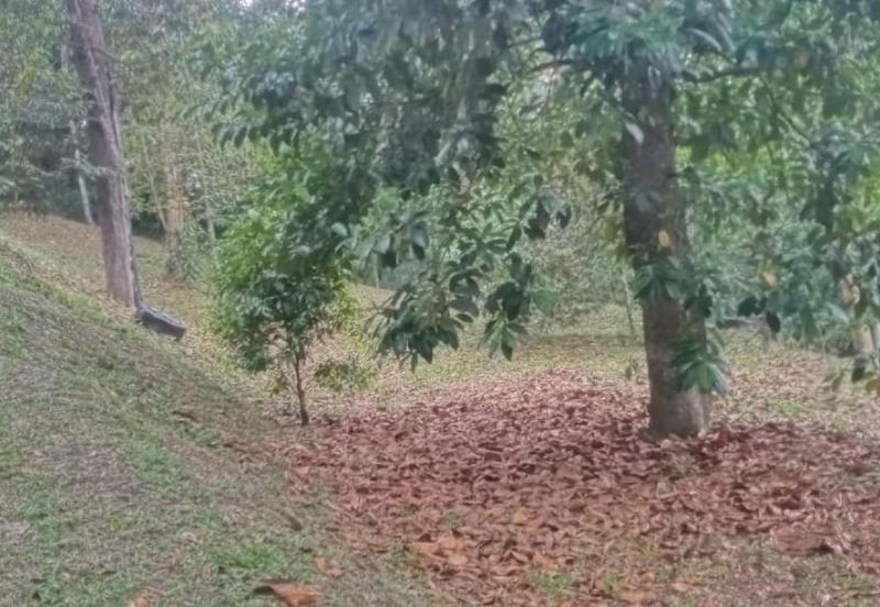 [1.1 EKAR] Tanah Dusun Tepi Jalan Kg. Ulu Rening @ Batang Kali, Selangor