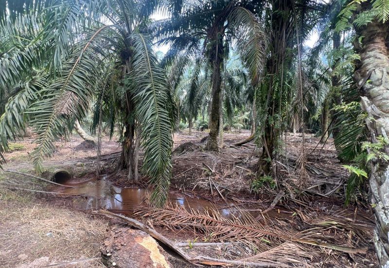 Land for Sale – Residential Zoning Tanjong Dua Belas, Kuala Langat, Banting Selangor