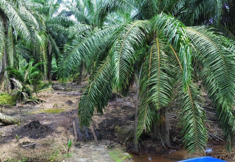 Land for Sale – Residential Zoning Tanjong Dua Belas, Kuala Langat, Banting Selangor