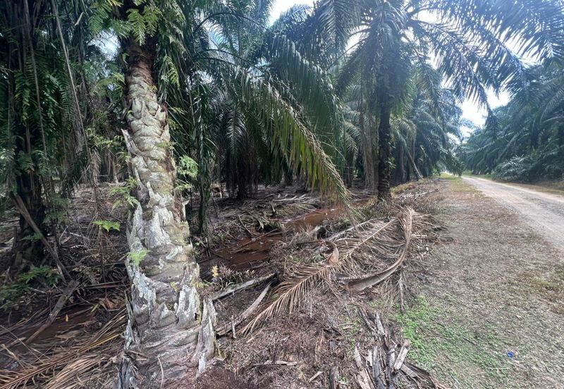 Land for Sale – Residential Zoning Tanjong Dua Belas, Kuala Langat, Banting Selangor