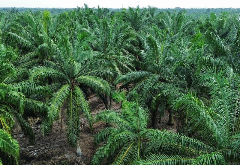 Land for Sale – Residential Zoning Tanjong Dua Belas, Kuala Langat, Banting Selangor