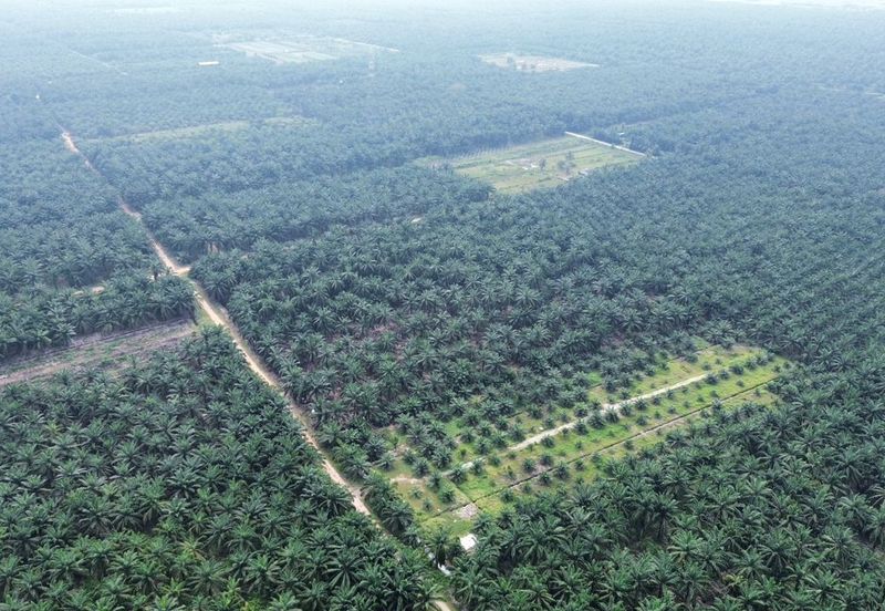 Land for Sale – Residential Zoning Tanjong Dua Belas, Kuala Langat, Banting Selangor