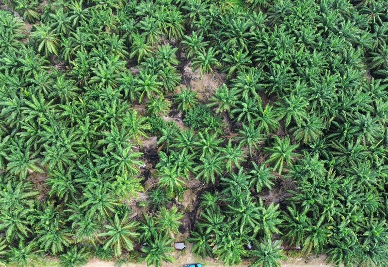 Land for Sale – Residential Zoning Tanjong Dua Belas, Kuala Langat, Banting Selangor