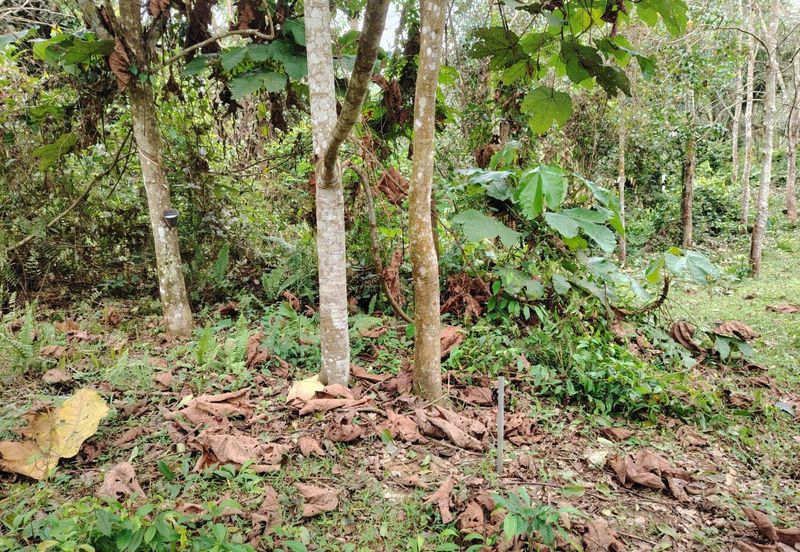 Tanah Pertanian Rembau Mukim Batu Hampar 