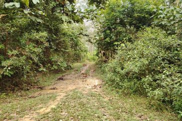 Tanah Pertanian Rembau Mukim Batu Hampar 