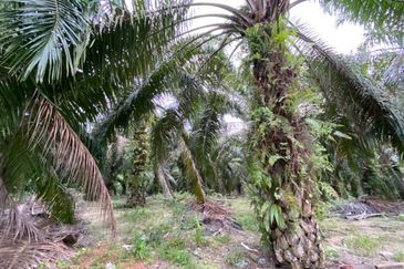 Agriculture Land with Big Potential Capital Gain For Sale