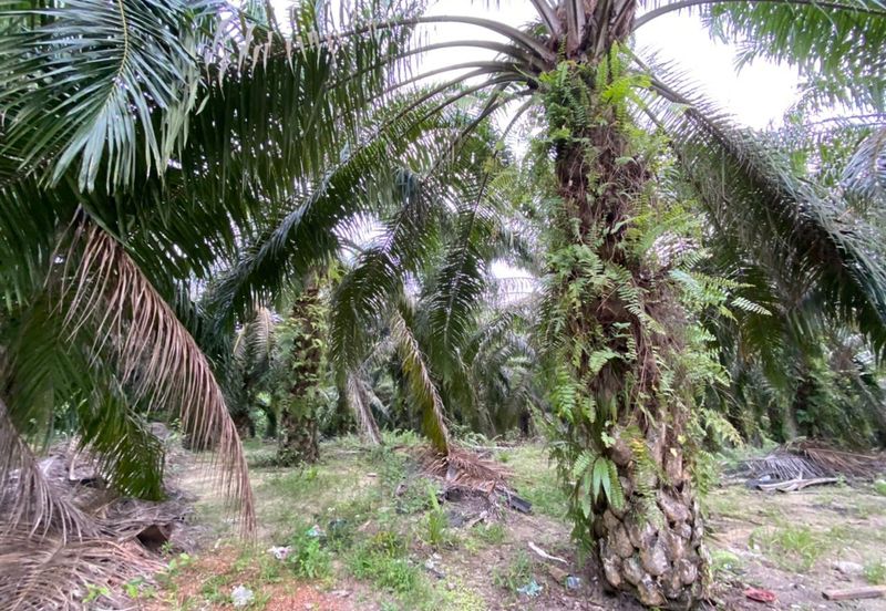 Agriculture Land with Big Potential Capital Gain For Sale