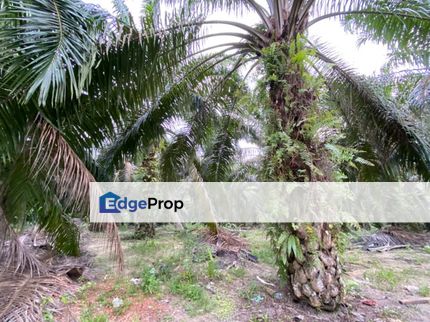 Agriculture Land with Big Potential Capital Gain For Sale, Melaka, Bemban