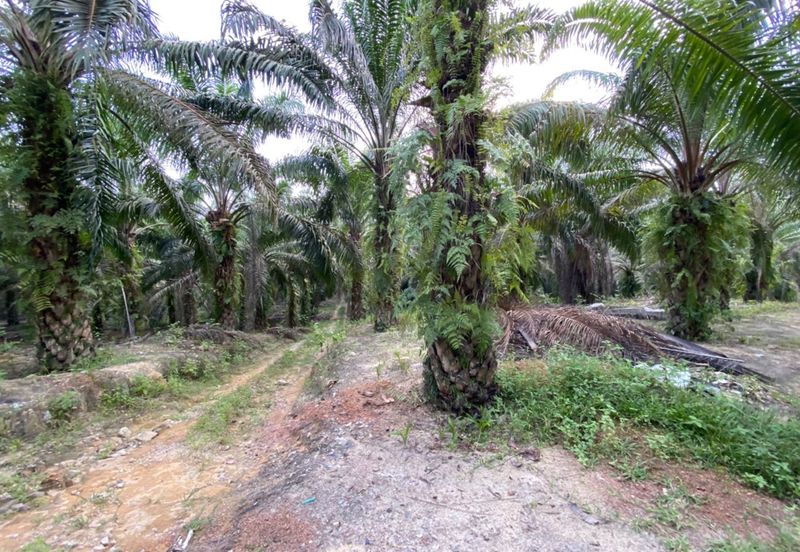 Agriculture Land with Big Potential Capital Gain For Sale