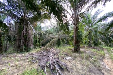 Agriculture Land with Big Potential Capital Gain For Sale