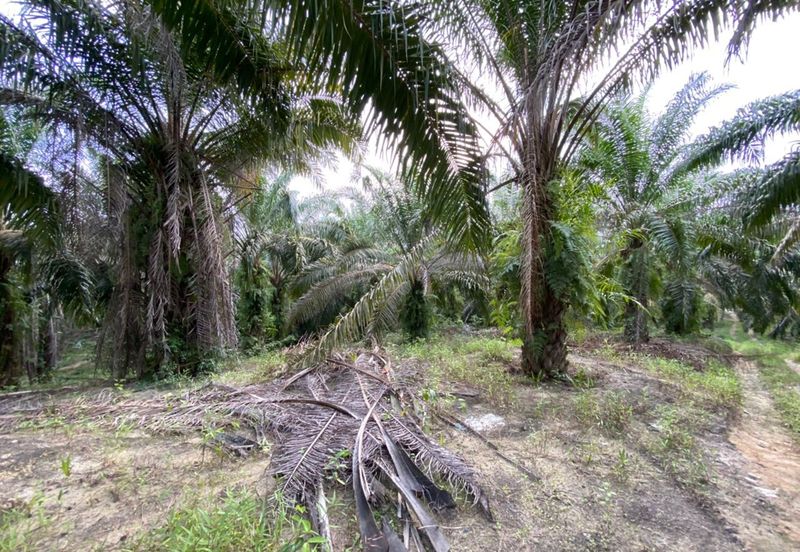 Bemban Freehold Agriculture Land With Access Road