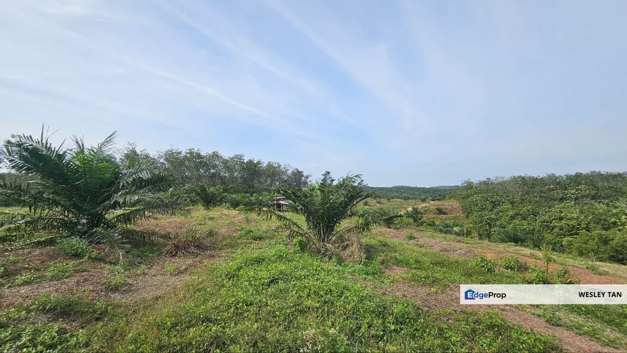 Durian Tunggal Below Value Oil Palm Approx 6.5acres land Freehold Road, Melaka, Alor Gajah