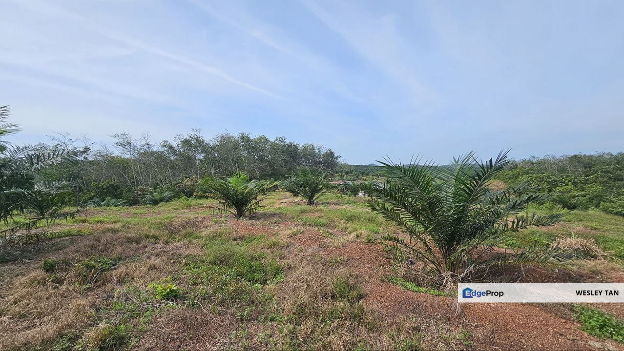 Durian Tunggal Below Value Oil Palm Approx 6.5acres land Freehold Road, Melaka, Alor Gajah