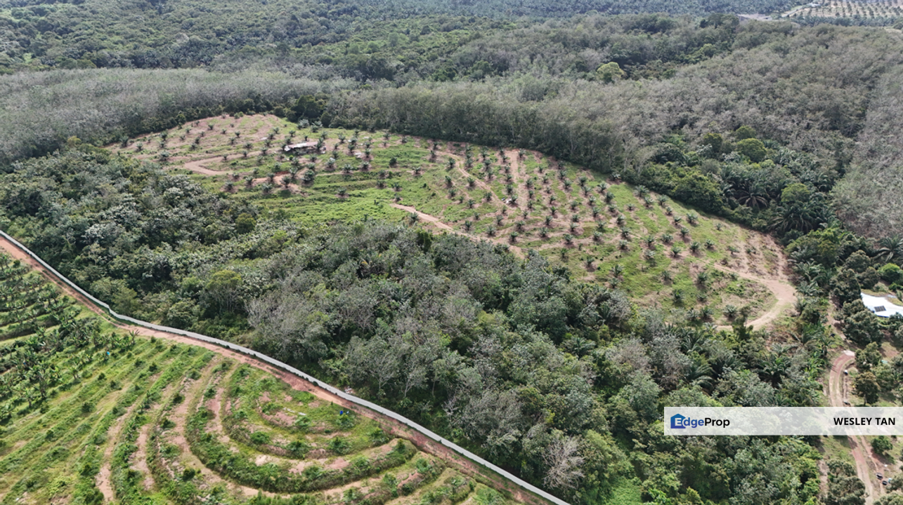 Durian Tunggal Below Value Oil Palm Approx 6.5acres land Freehold Road, Melaka, Alor Gajah