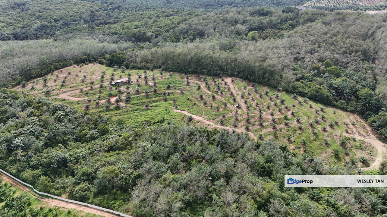 Durian Tunggal Below Value Oil Palm Approx 6.5acres land Freehold Road, Melaka, Alor Gajah